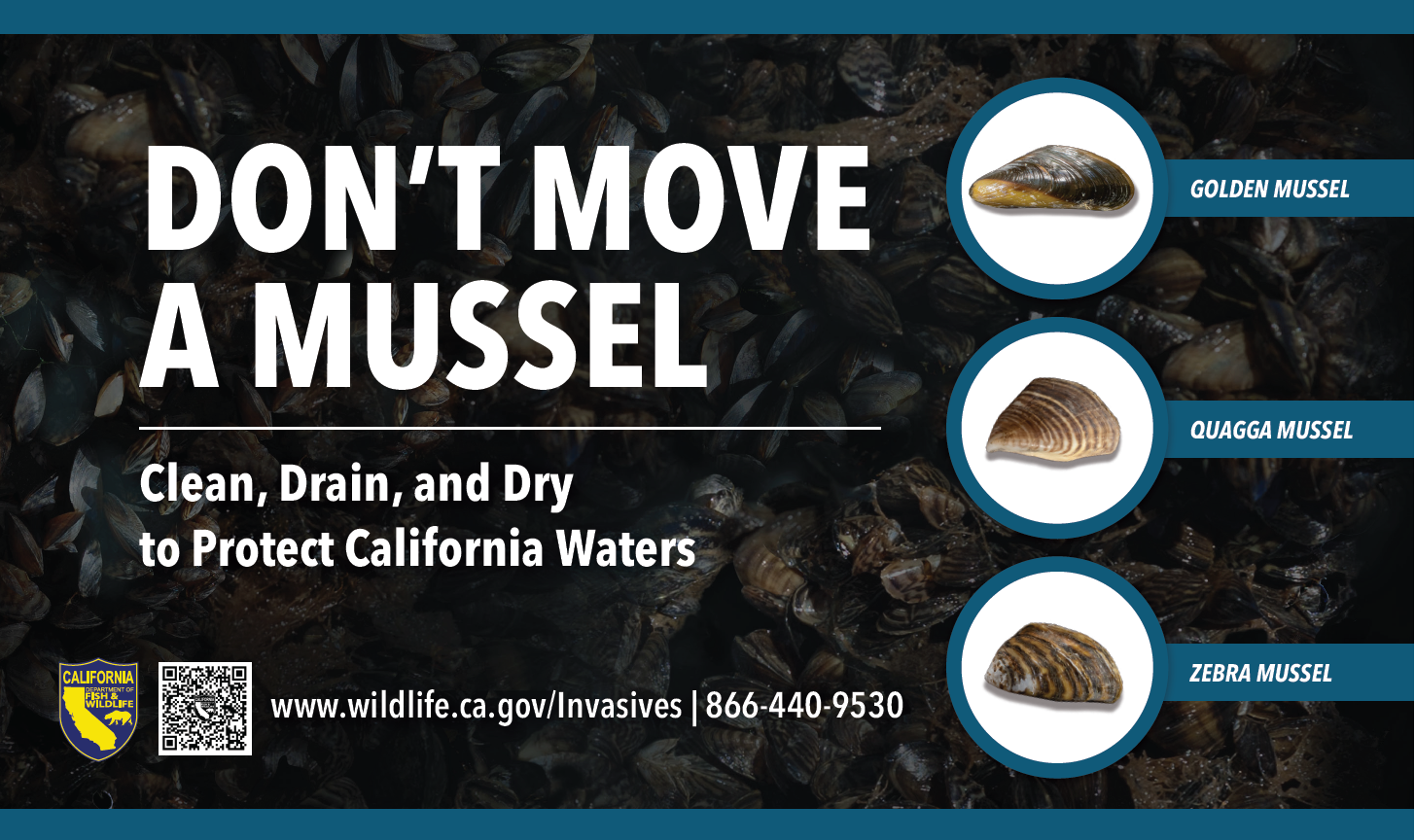 Mussels